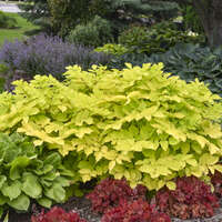 Aralia 'Sun King'
