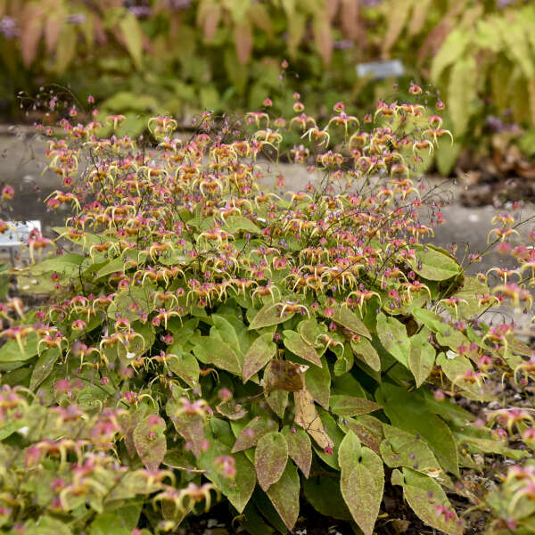 Epimedium 'Dream Catcher' Barrenwort