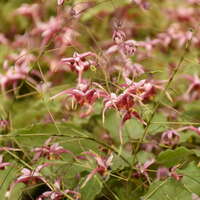 Epimedium 'Hugs and Kisses'