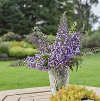 Buddleia 'Lilac Cascade'