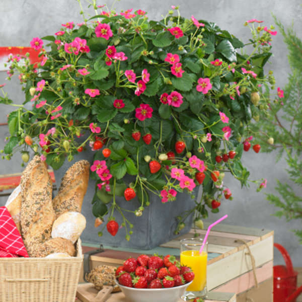 Fragaria 'Toscana' Ornamental and Edible Everbearing Strawberry