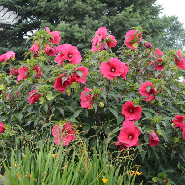 Hibiscus 'Plum Fantasy' Rose Mallow