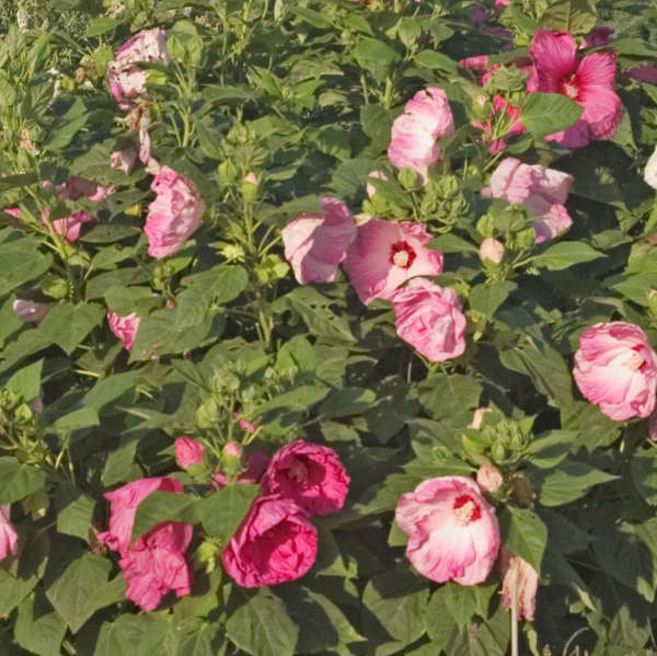 Hibiscus 'Southern Belle' Rose Mallow