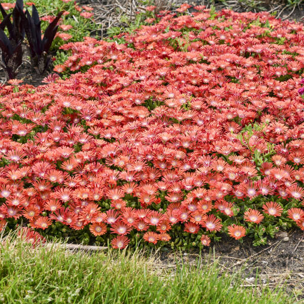 Delosperma 'Dancing Embers' Hardy Ice Plant