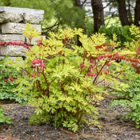 Dicentra 'Hearts on Fire'