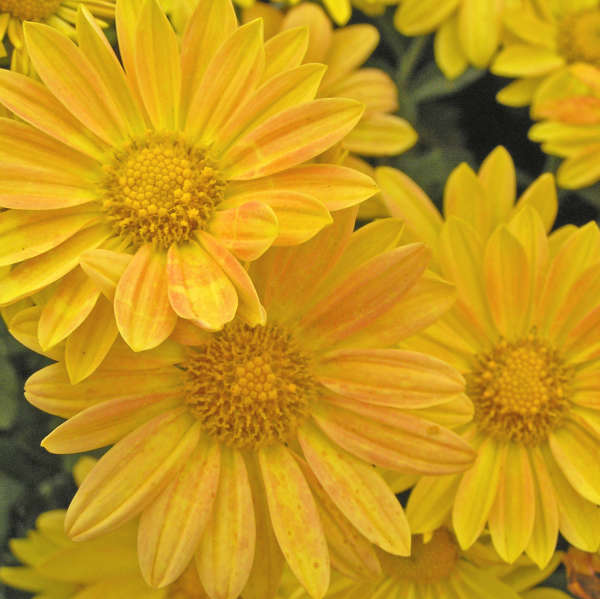 Chrysanthemum 'Harmony' Hardy Garden Mum