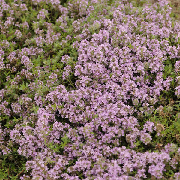 Thymus 'Magic Carpet' Creeping Thyme