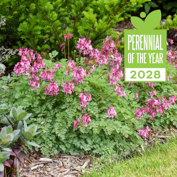 Dicentra 'Pink Diamonds' Fern-leaved Bleeding Heart