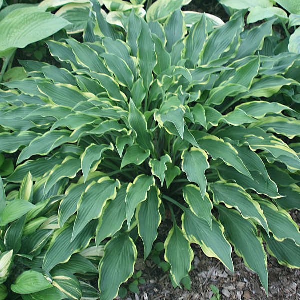 Hosta 'Pineapple Punch' PP18318 | Perennial Resource