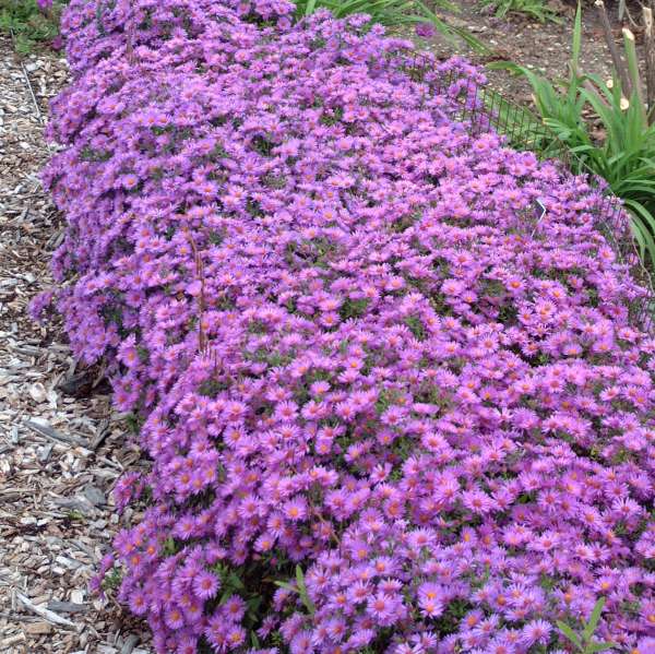 Aster 'Wood's Purple' New York Aster