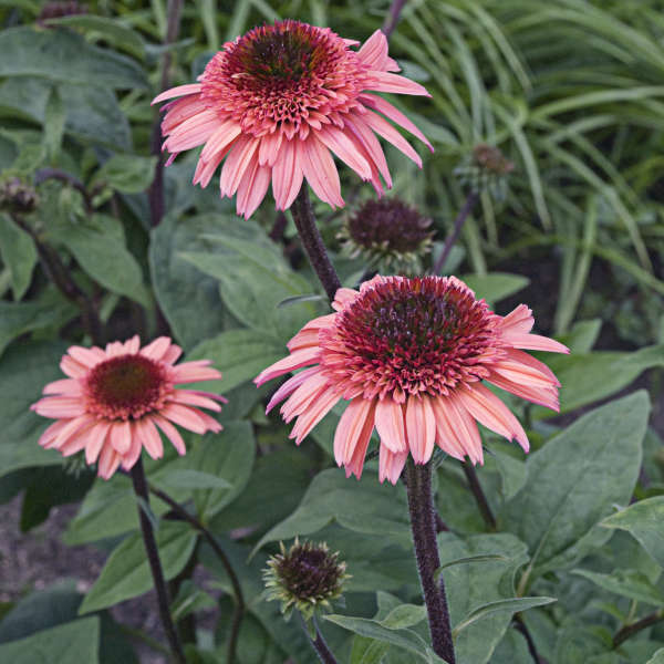 Echinacea 'Raspberry Truffle' Coneflower