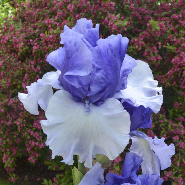 Iris 'Crowned Heads' Tall Bearded Iris