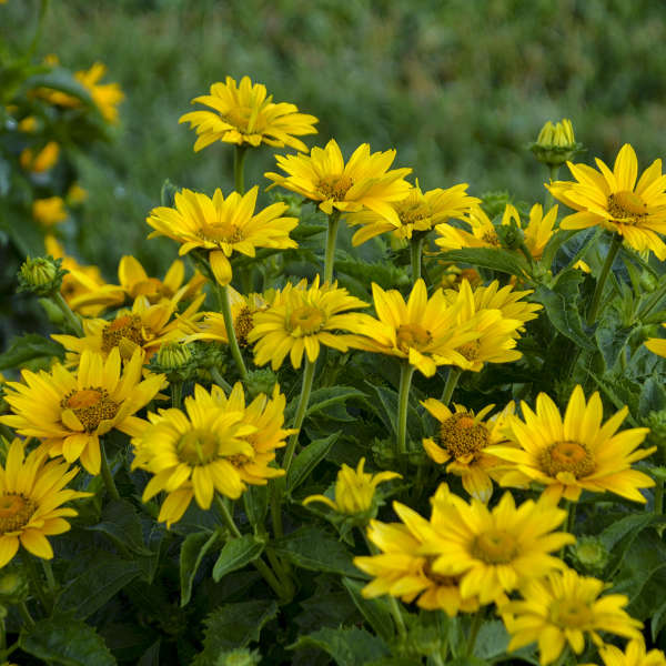 Heliopsis TUSCAN GOLD™ False Sunflower