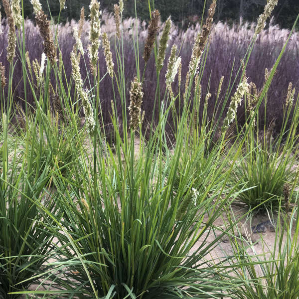 Sesleria autumnalis Autumn Moor Grass