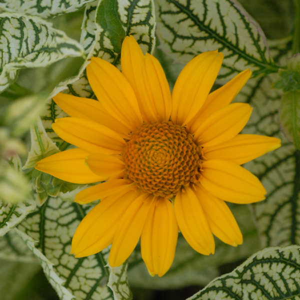 Heliopsis 'Loraine Sunshine' False Sunflower