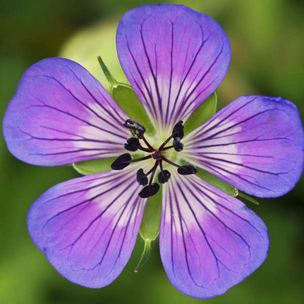 Geranium 'Sweet Heidy' Hardy Geranium