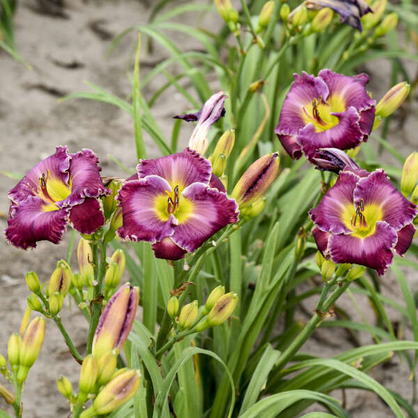 Hemerocallis 'Through a Glass Darkly' Daylily