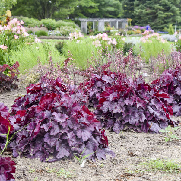 Heuchera 'Wild Rose' Coral Bells