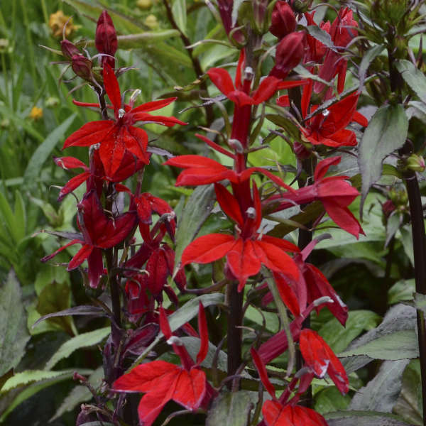 Lobelia 'Vulcan Red' Cardinal Flower