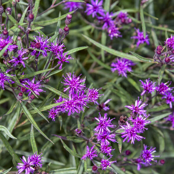 Vernonia 'Prairie Princess' Ironweed