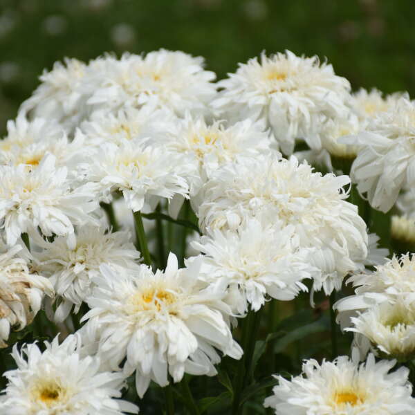 Leucanthemum 'Marshmallow' Shasta Daisy