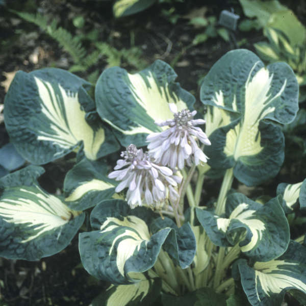 Hosta 'Andrew' Hosta