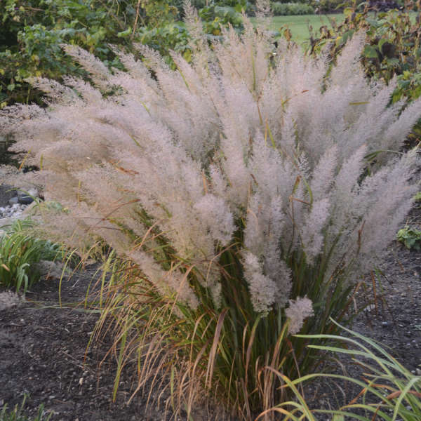 Calamagrostis brachytricha Korean Feather Reed Grass