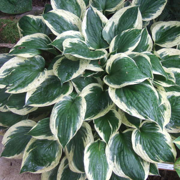 Hosta 'Independence' Hosta