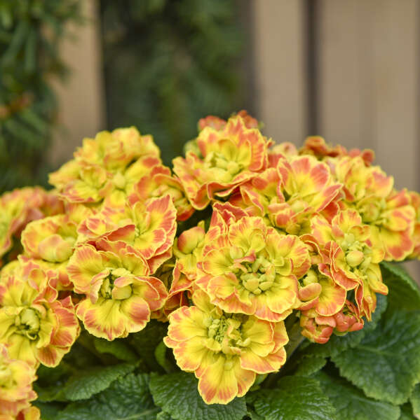 Primula PRIMA BELARINA® CARNIVAL Primrose