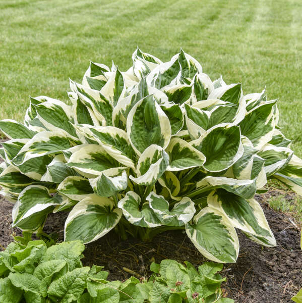 Hosta 'Minuteman' Hosta