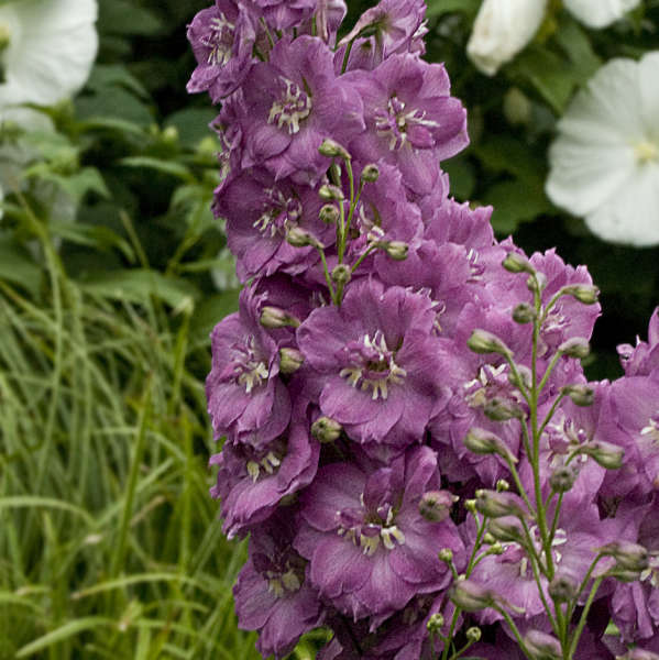 Delphinium 'Blushing Brides' | Perennial Resource