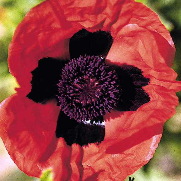 Papaver 'Brilliant' Oriental Poppy