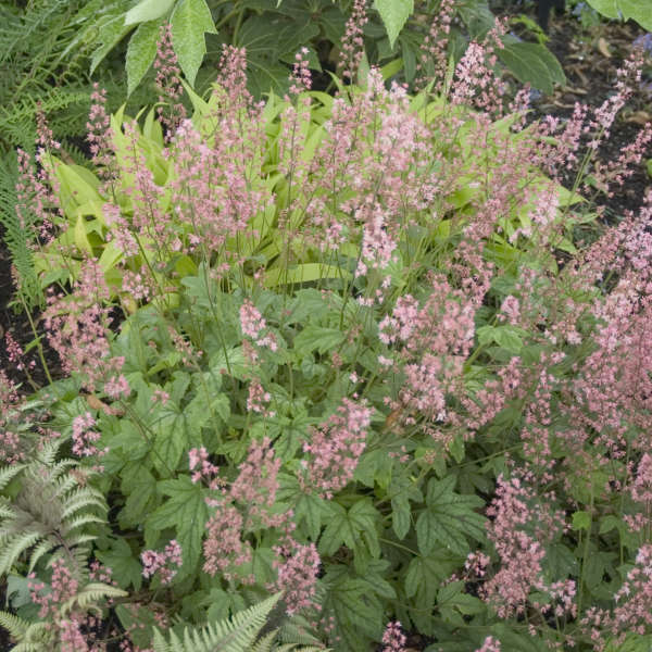 Tiarella 'Pink Skyrocket' Foamflower