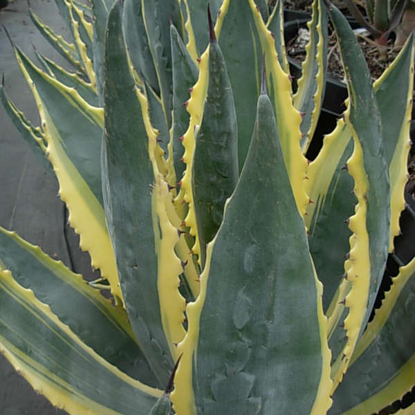 Agave 'Opal' American Century Plant