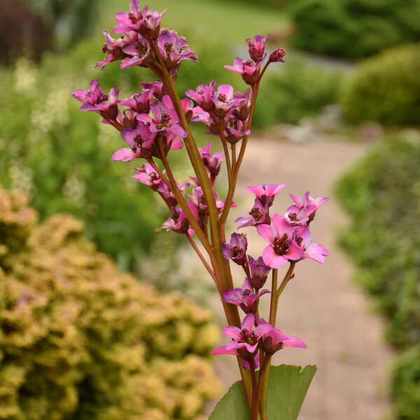 Bergenia 'Once upon a Dream' Heartleaf Bergenia