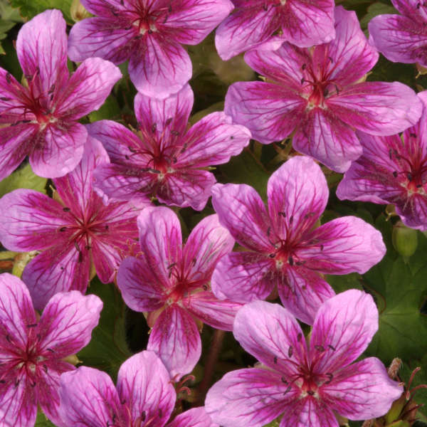 Geranium 'Starman' Hardy Geranium