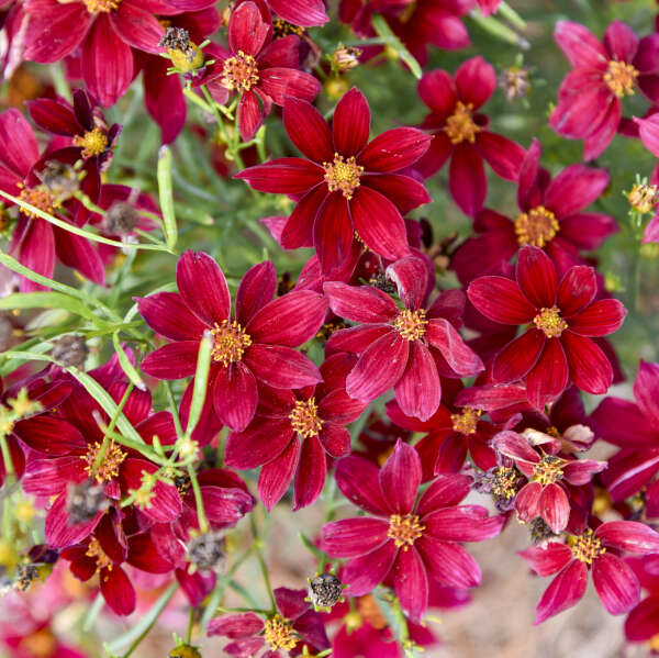 Coreopsis 'Scarlet Ribbons' Threadleaf Coreopsis