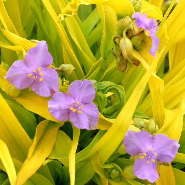 Tradescantia 'Sunshine Charm' COPF PP21480 | Perennial Resource