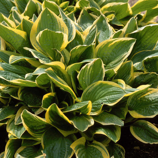 Hosta opipara 'Bill Brincka' | Perennial Resource