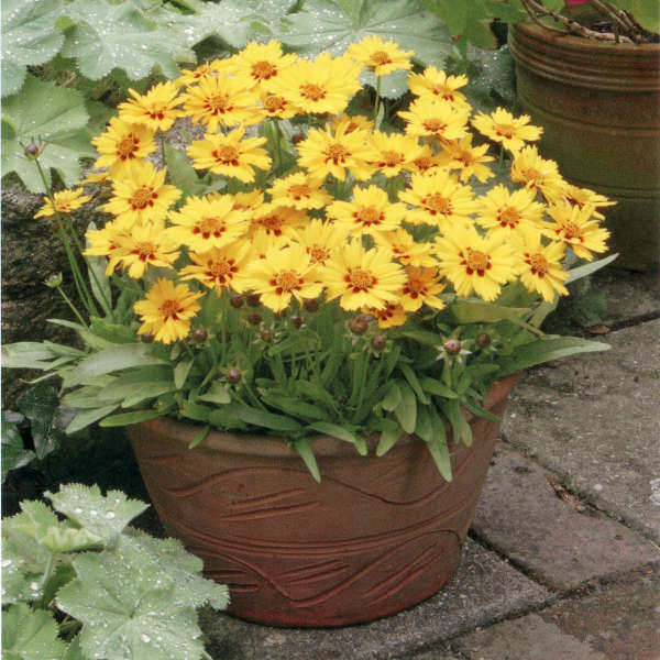 Coreopsis 'Little Sundial' PP18460 | Perennial Resource