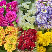 Primula BELARINA® Mix