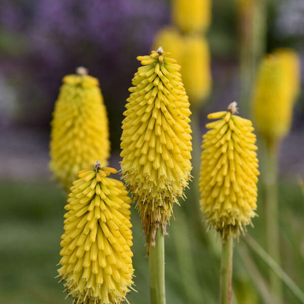 Kniphofia 'Citrus Sunrise' Red Hot Poker