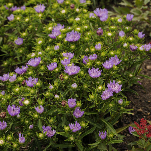 Stokesia 'Purple Pixie' Stokes' Aster