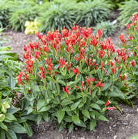 Spigelia 'Orange Slices'