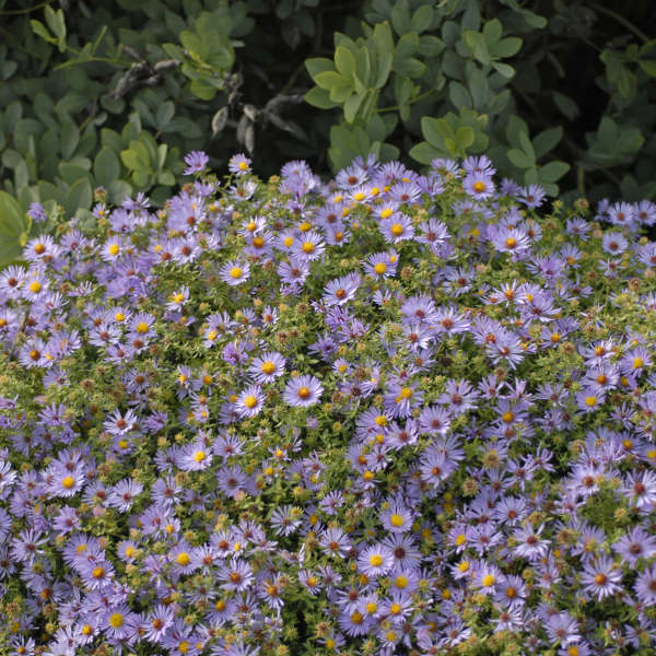 Aster 'October Skies' Aromatic Aster