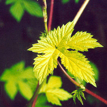 Humulus 'Aureus' Hops