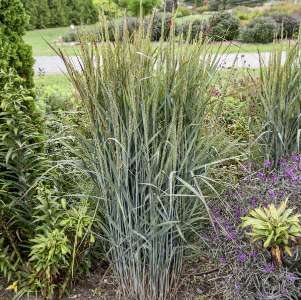 Panicum 'Blue Spear' Switch Grass
