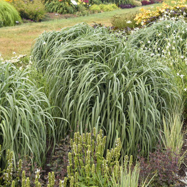 Panicum 'Niagara Falls' Switch Grass