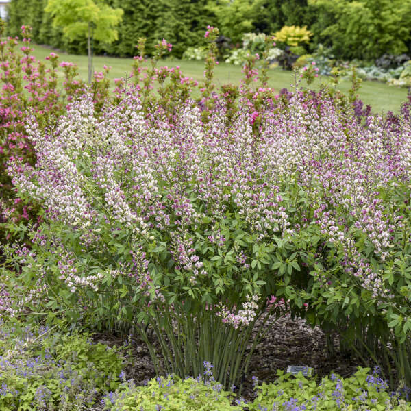 Baptisia 'Plum Rosy' False Indigo