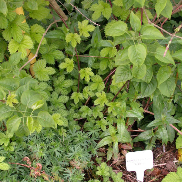 Humulus 'Aureus' Hops